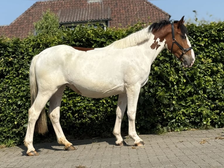 Connemara Mix Mare 3 years 14,1 hh Pinto in Zieuwent