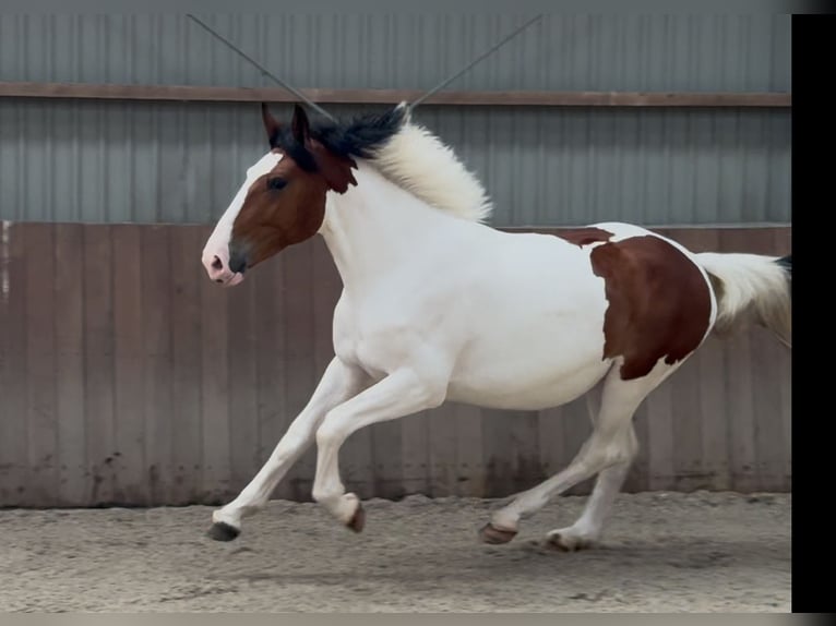 Connemara Mix Mare 3 years 14,1 hh Pinto in Zieuwent