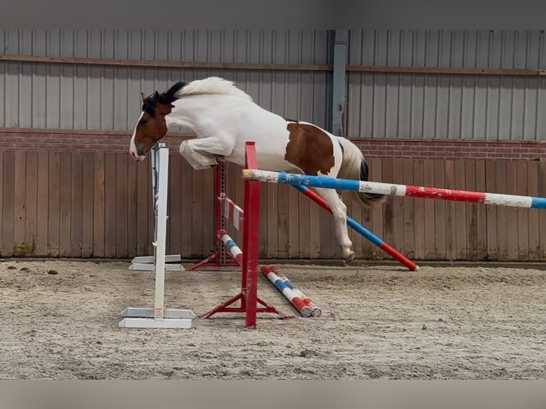 Connemara Mix Mare 3 years 14,1 hh Pinto in Zieuwent