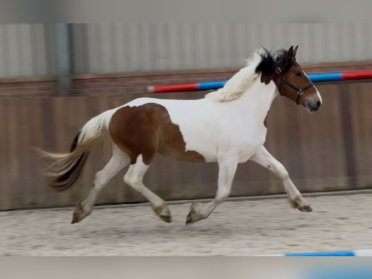 Connemara Mix Mare 3 years 14,1 hh Pinto in Zieuwent