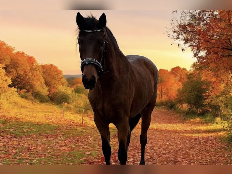 Connemara Mare 3 years 14,2 hh Brown in Zwartewaal