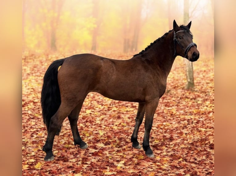 Connemara Mare 3 years 14,2 hh Brown in Zwartewaal