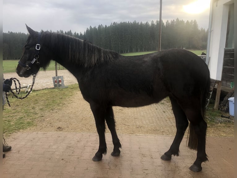 Connemara Mare 3 years 14,2 hh Can be white in Höslwang