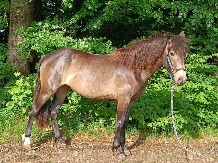 Connemara Mare 3 years 14,2 hh Dun in Rothenbuch