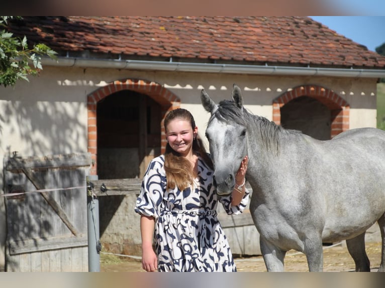 Connemara Mare 3 years 14,2 hh Grey-Dark-Tan in Schillingsfürst
