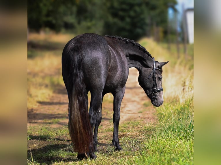 Connemara Mare 3 years 14,2 hh Grey-Dark-Tan in uelsen