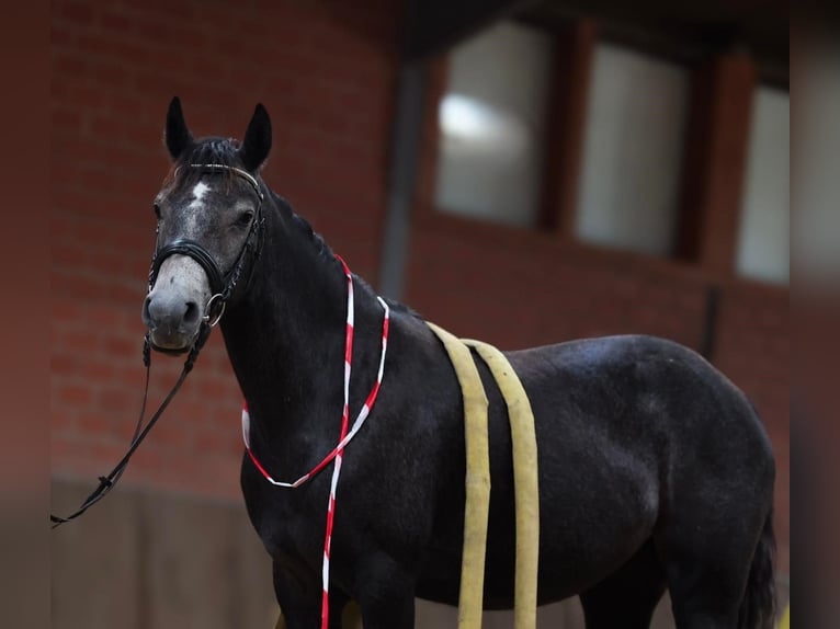 Connemara Mare 3 years 14,2 hh Grey-Dark-Tan in uelsen
