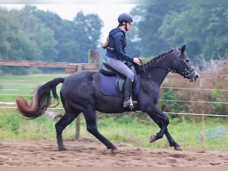 Connemara Mare 3 years 14,2 hh Grey-Dark-Tan in uelsen