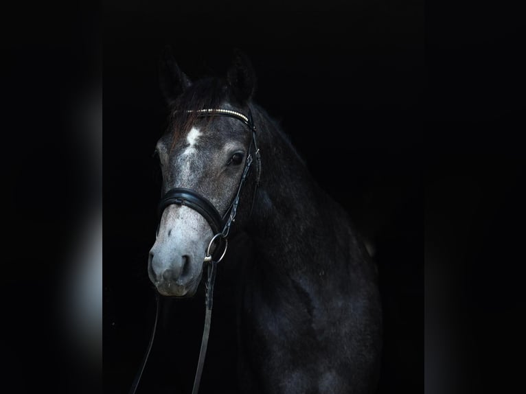 Connemara Mare 3 years 14,2 hh Grey-Dark-Tan in uelsen