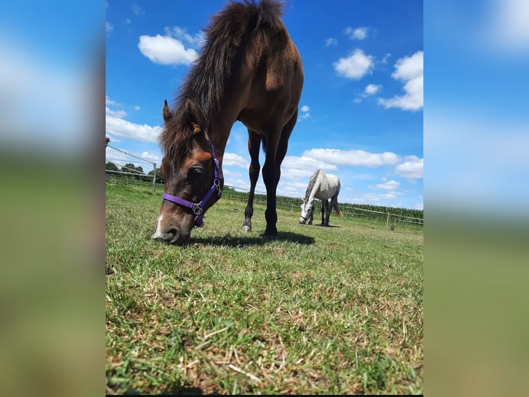Connemara Mix Mare 3 years 14,3 hh Gray in Haps