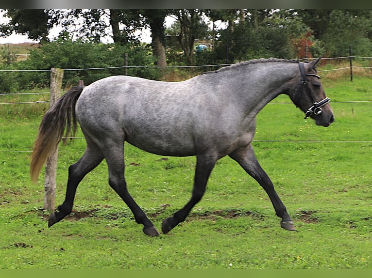 Connemara Mare 3 years Roan-Red in Uelsen