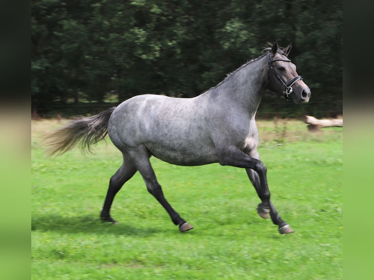 Connemara Mare 3 years Roan-Red in Uelsen