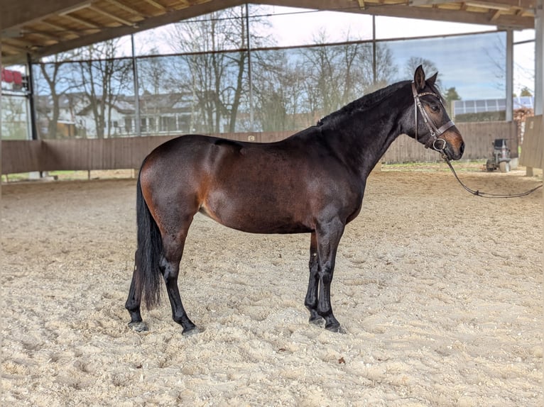 Connemara Mare 4 years 13,2 hh Brown in Mindelheim