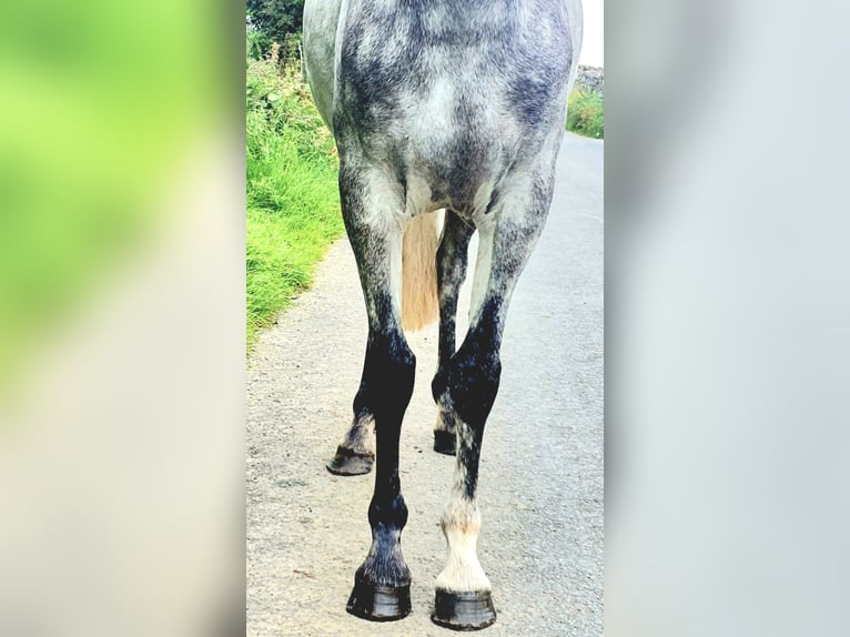 Connemara Mare 4 years 13,2 hh Gray-Dapple in Roscommon