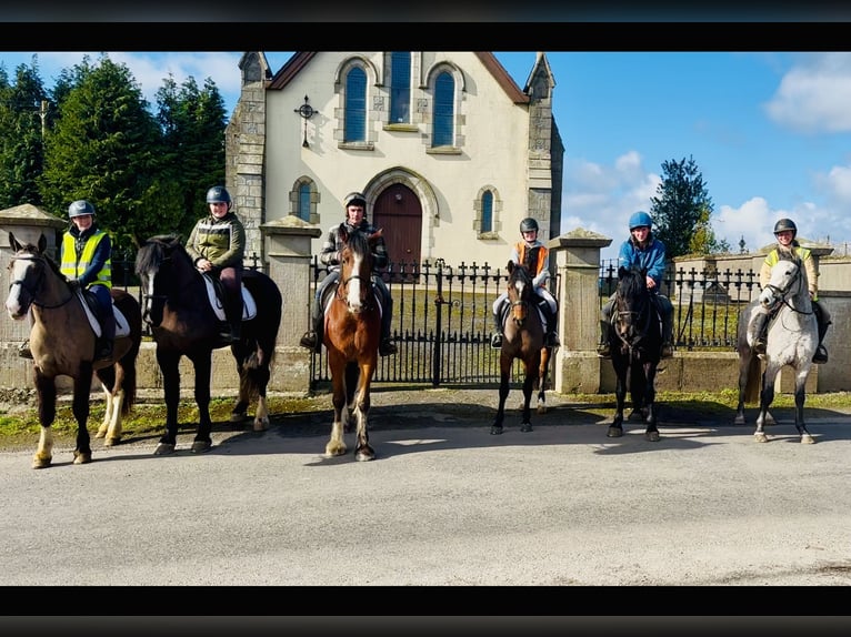 Connemara Mare 4 years 13,3 hh Brown in Mountrath