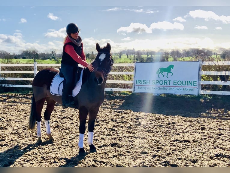 Connemara Mare 4 years 13,3 hh Brown in Mountrath