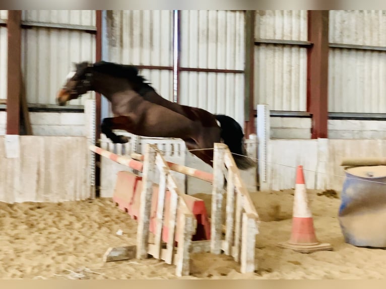 Connemara Mare 4 years 13,3 hh Brown in Mountrath