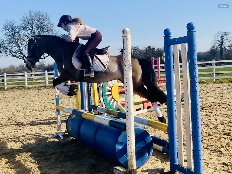 Connemara Mare 4 years 13,3 hh Dun in Mountrath