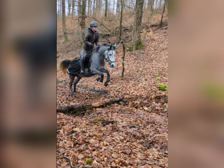 Connemara Mix Mare 4 years 13.3 hh Grey-Red-Tan in Mettlach Wehingen