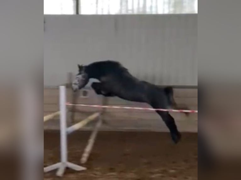 Connemara Mix Mare 4 years 13.3 hh Grey-Red-Tan in Mettlach Wehingen