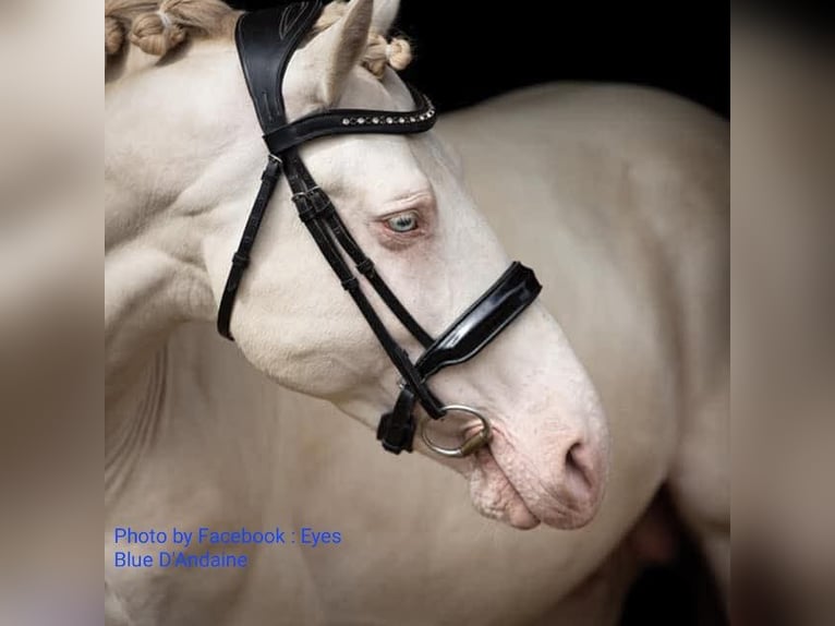 Connemara Mare 4 years 13,1 hh Buckskin in Prochowice