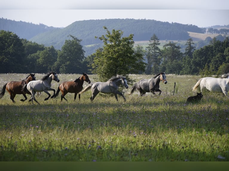 Connemara Mare 4 years 13,1 hh Grey in Modrzewie