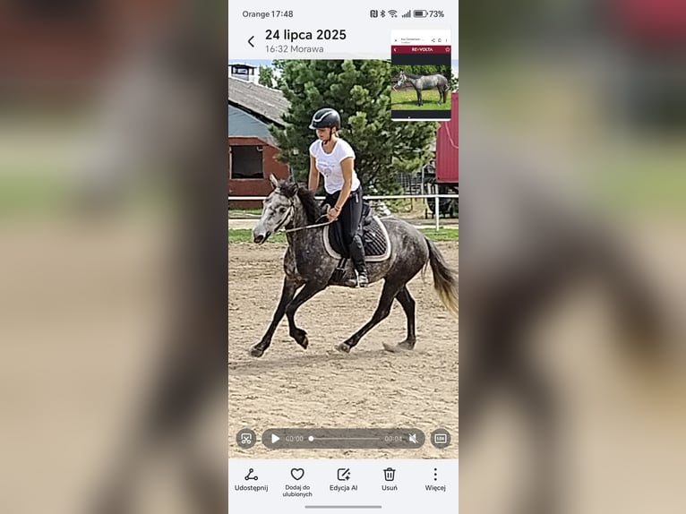 Connemara Mare 4 years 13,1 hh Grey in Modrzewie