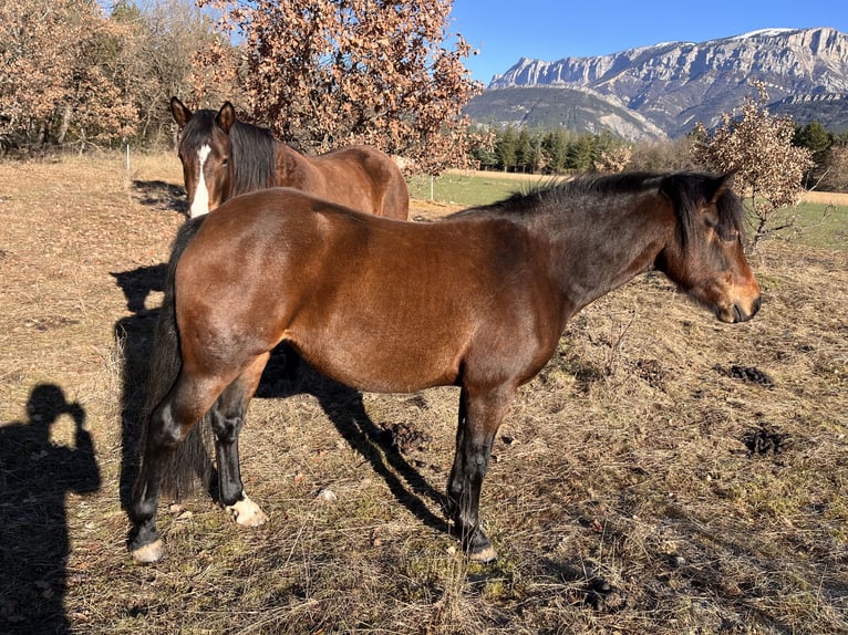 Connemara Mare 4 years 13,2 hh Brown in SAINT ROMAN