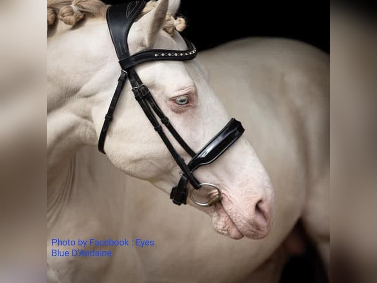 Connemara Mare 4 years 13,2 hh Buckskin in Lisowice