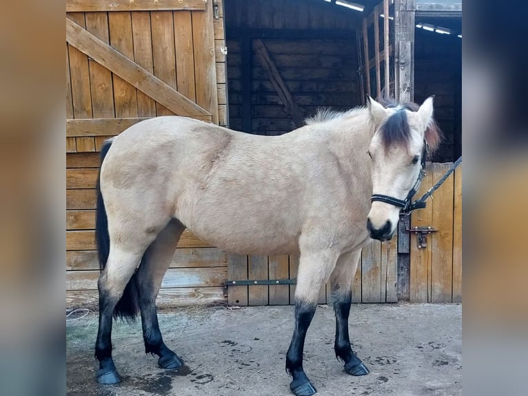 Connemara Mare 4 years 13,2 hh Buckskin in Lisowice