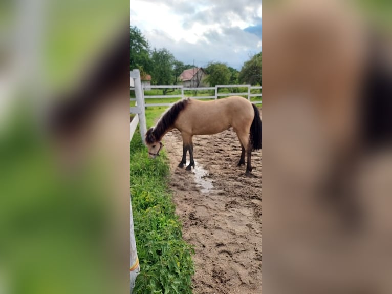 Connemara Mare 4 years 13,2 hh Buckskin in Lisowice