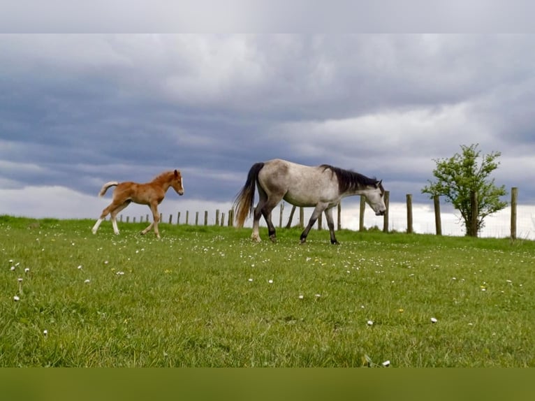 Connemara Mare 4 years 13,2 hh Grey in Ruette