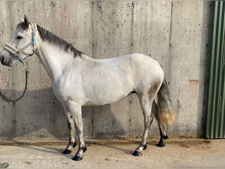 Connemara Mare 4 years 13,2 hh Grey in Sligo