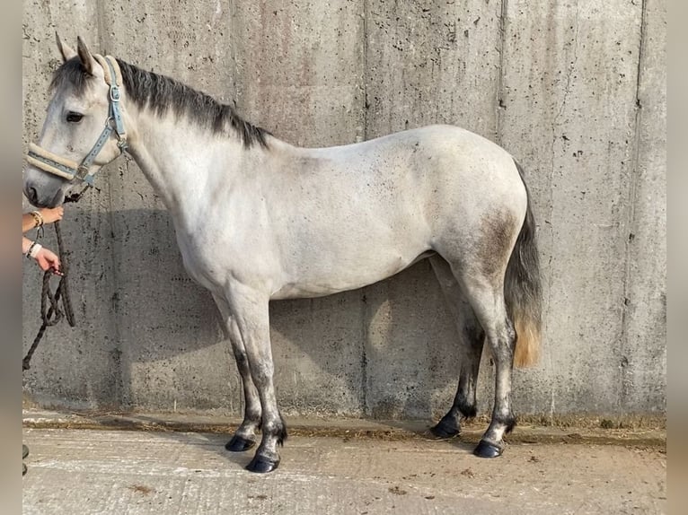Connemara Mare 4 years 13,2 hh Grey in Sligo