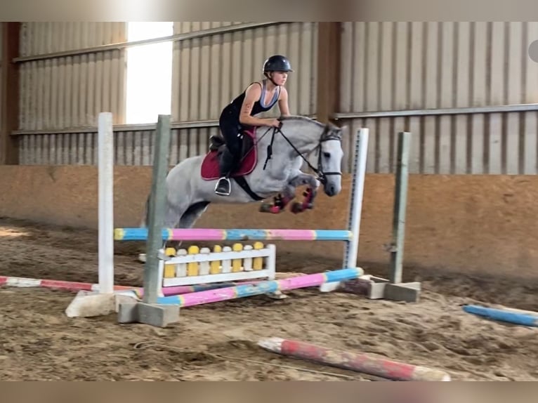 Connemara Mare 4 years 13,2 hh Grey in Sligo