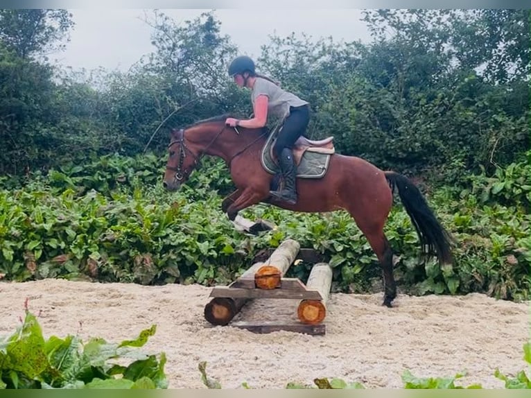Connemara Mare 4 years 14.1 hh Brown in Trebbin