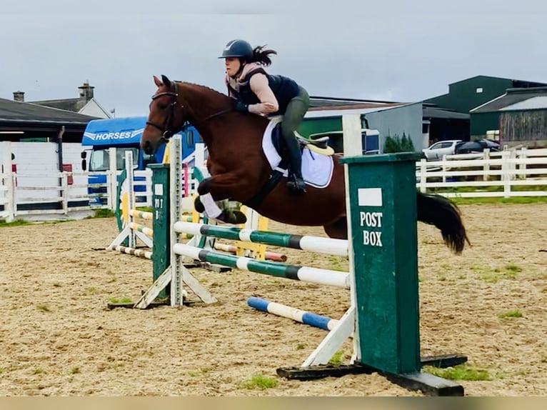 Connemara Mare 4 years 14,1 hh Brown in Mountrath