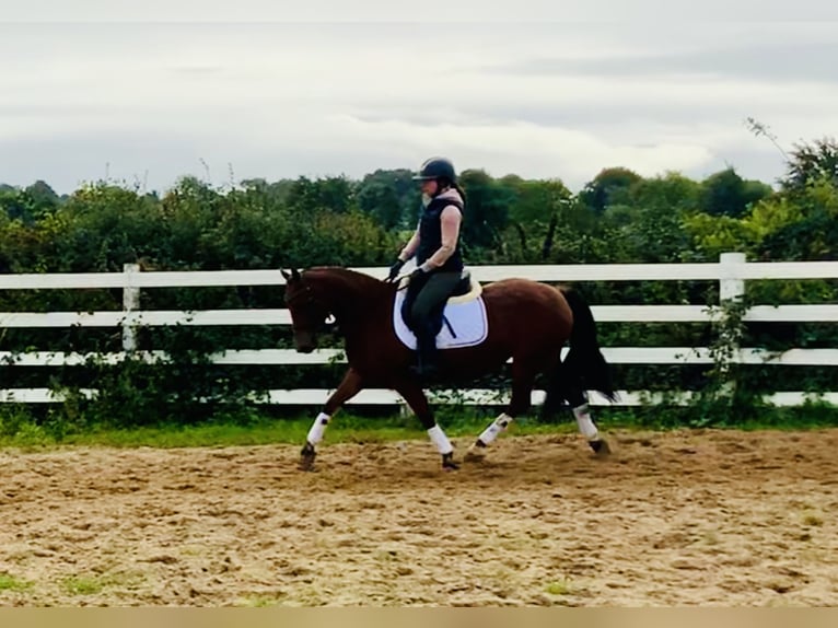 Connemara Mare 4 years 14,1 hh Brown in Mountrath