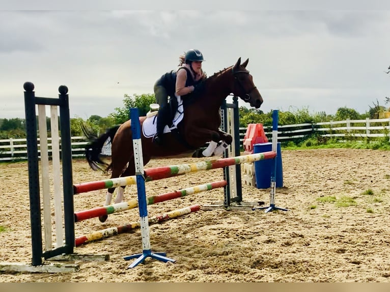 Connemara Mare 4 years 14,1 hh Brown in Mountrath