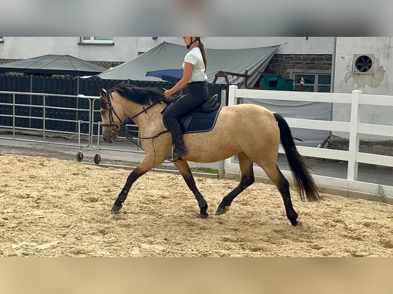 Connemara Mare 4 years 14.1 hh Dun in Morsbach