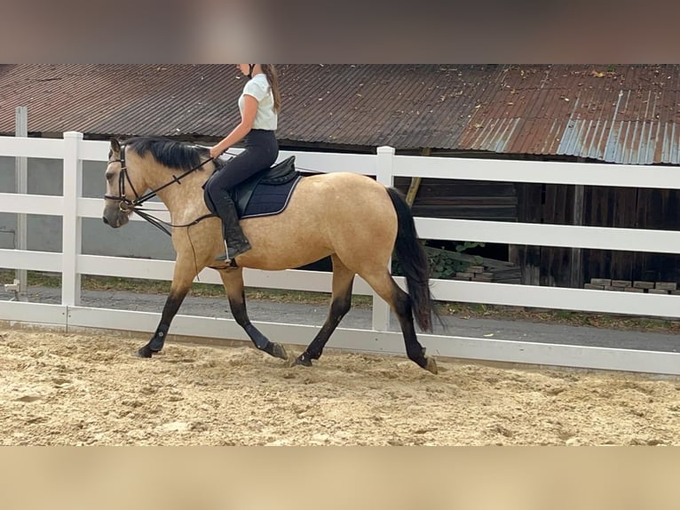 Connemara Mare 4 years 14.1 hh Dun in Morsbach
