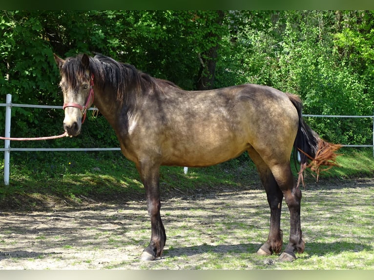 Connemara Mare 4 years 14.1 hh Dun in NeuhemsbachNeuhemsbach