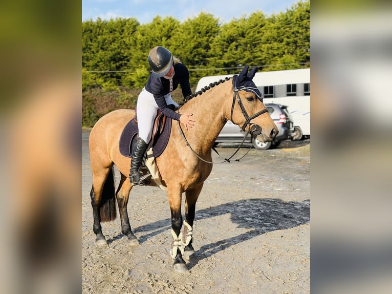 Connemara Mare 4 years 14.1 hh Dun in Mountrath, Co. Laois