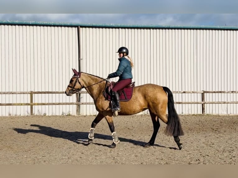 Connemara Mare 4 years 14.1 hh Dun in Mountrath, Co. Laois