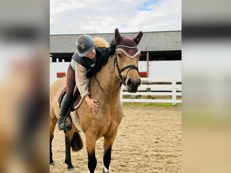 Connemara Mare 4 years 14.1 hh Dun in Mountrath, Co. Laois