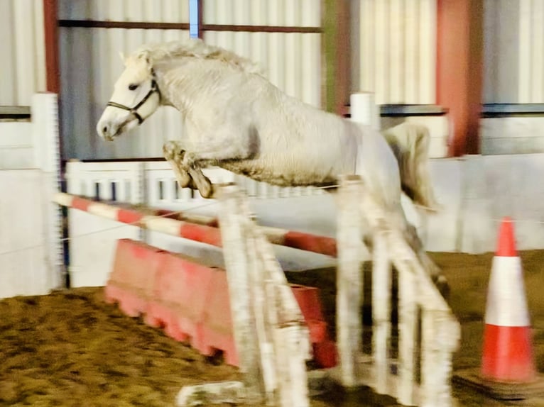 Connemara Mare 4 years 14,1 hh Gray in Mountrath