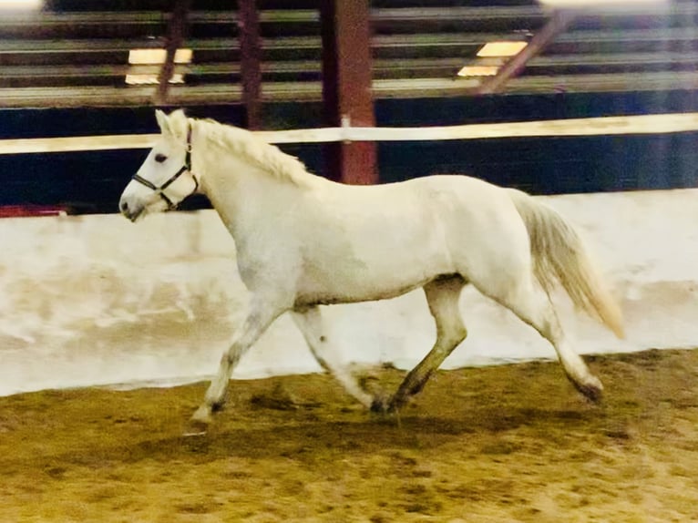 Connemara Mare 4 years 14,1 hh Gray in Mountrath