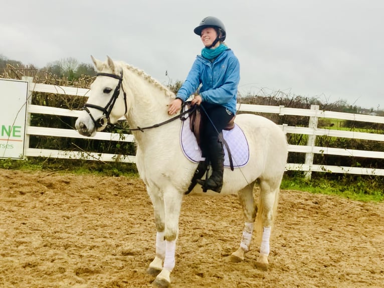 Connemara Mare 4 years 14,1 hh Gray in Mountrath