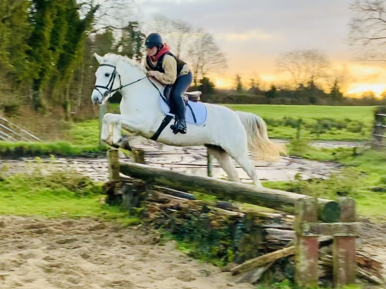 Connemara Mare 4 years 14,1 hh Gray in Mountrath