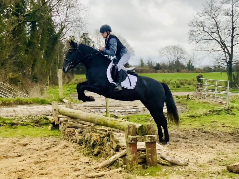 Connemara Mare 4 years 14,1 hh Gray in Mountrath